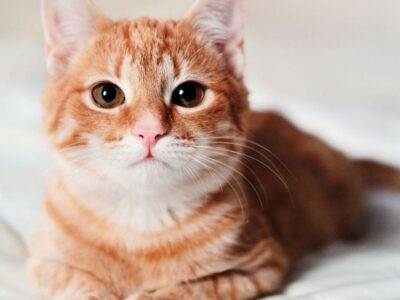 Best Persian cat in Bangalore - .MyKitten